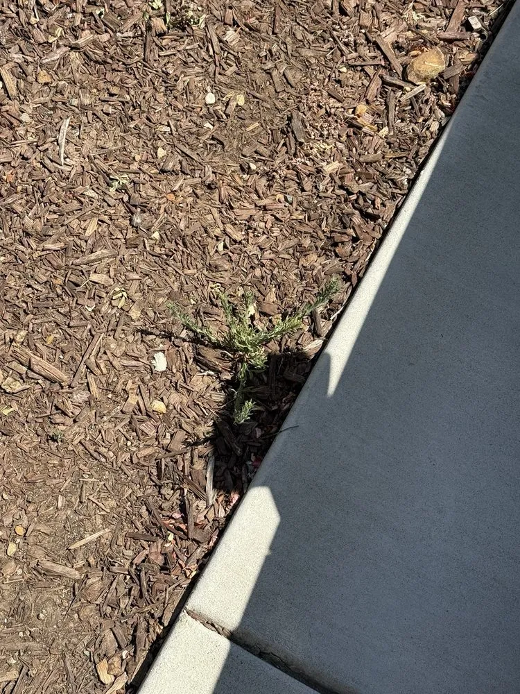 Expert lawn care service in Sacramento, CA by Lawn Care Up