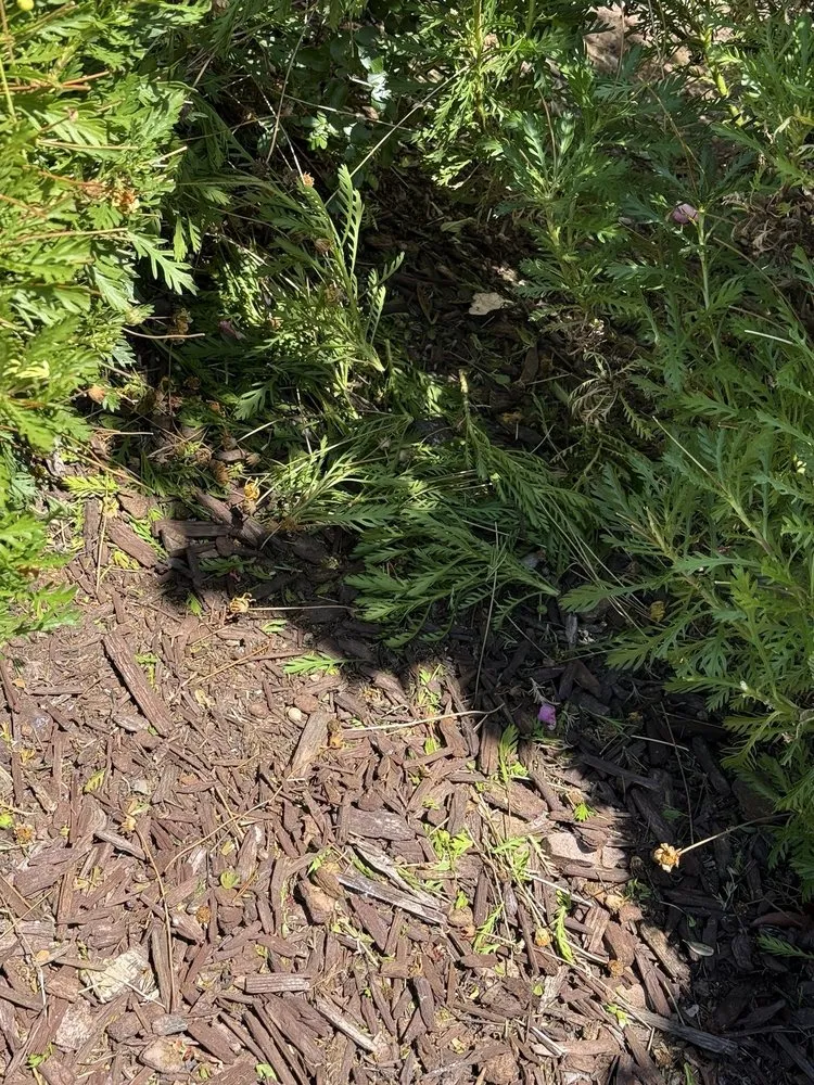 Local lawn mowing service for beautiful yards across Sacramento, CA - Lawn Care Up