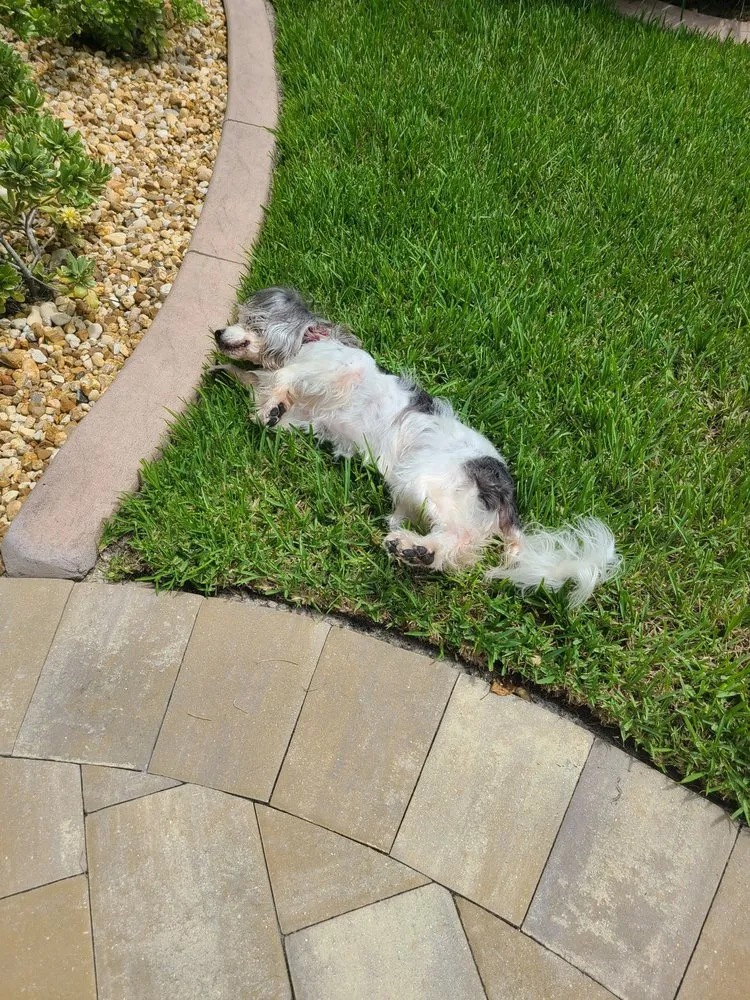 Reliable garden landscaping experts serving Cape Coral, FL - Lawn Caring Guys