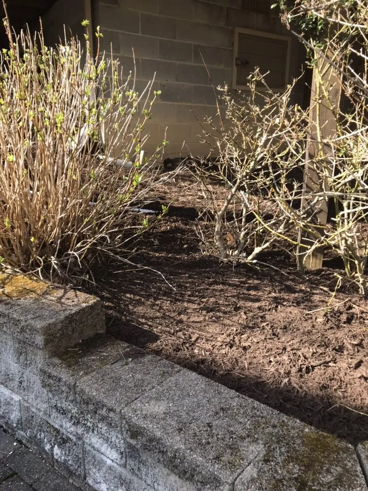 Expert yard cleanup service in McHenry, MD by Lawn Coach
