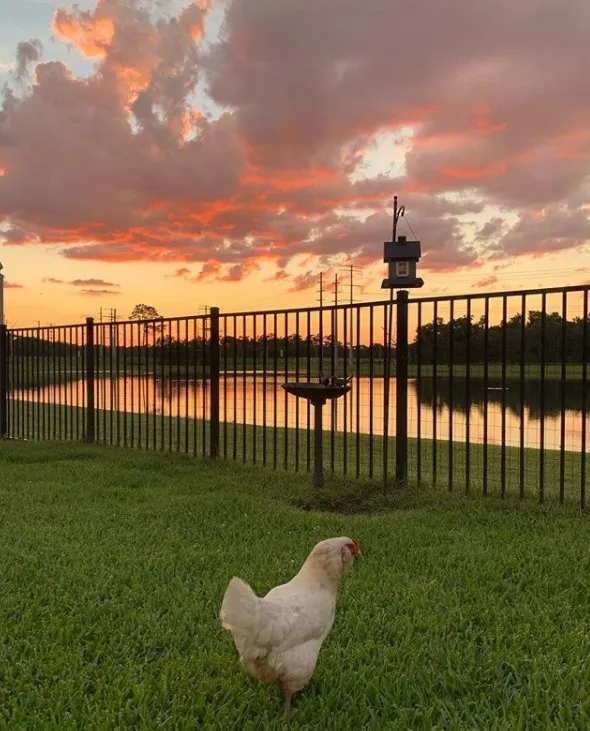 Custom yard maintenance in Orlando, FL - Lawn Commander