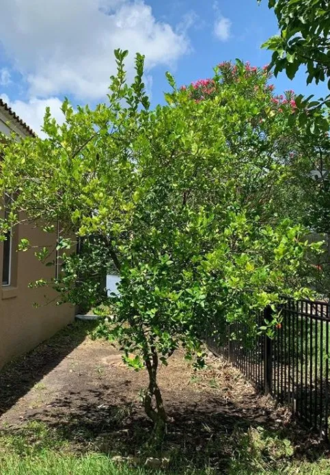 Affordable landscape design in Orlando, FL by Lawn Commander