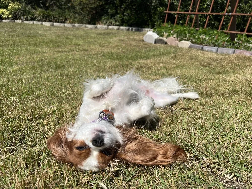 Professional outdoor landscaping experts serving Orlando, FL - Lawn Commander