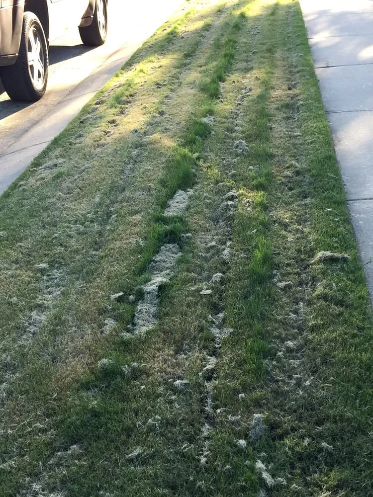 Professional lawn care service in Dallas, TX by Lawn Connections