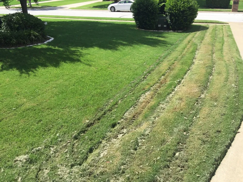 Professional yard cleanup service near you across Dallas, TX - Lawn Connections