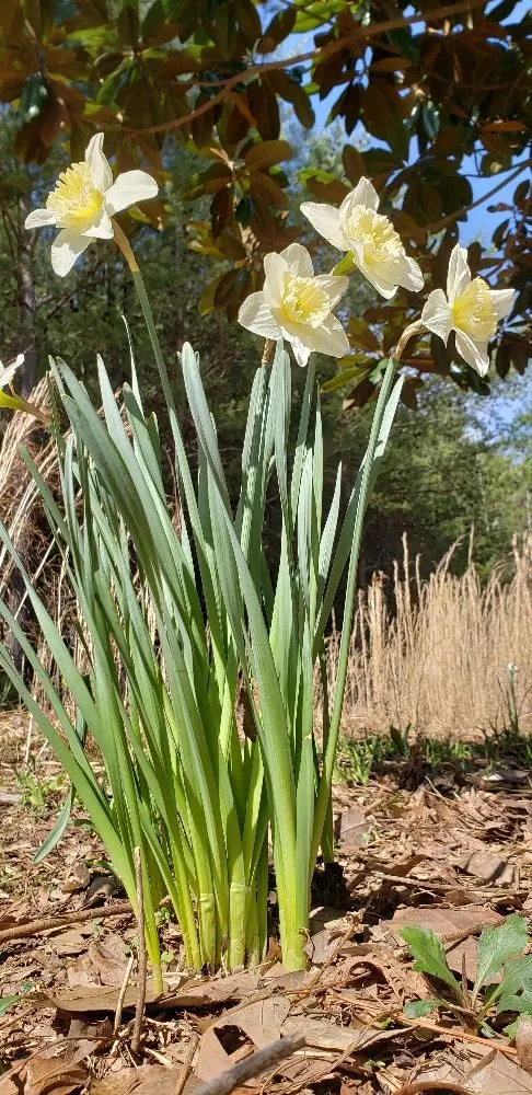 Trusted garden landscaping experts serving Calhoun, TN - Lawn Control