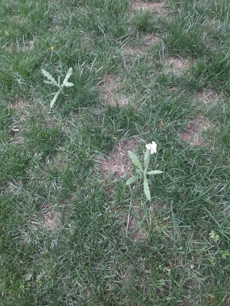 Professional garden landscaping for outdoor upgrades in Eastlake, OH by Lawn Control Center