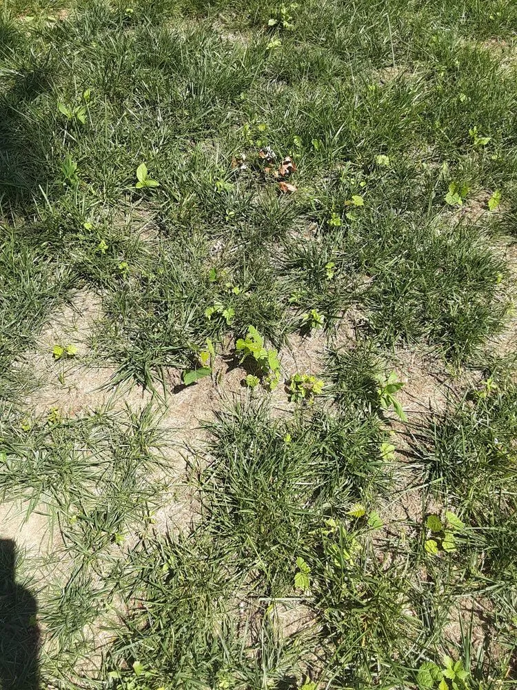 Reliable yard maintenance for outdoor upgrades across Eastlake, OH - Lawn Control Center