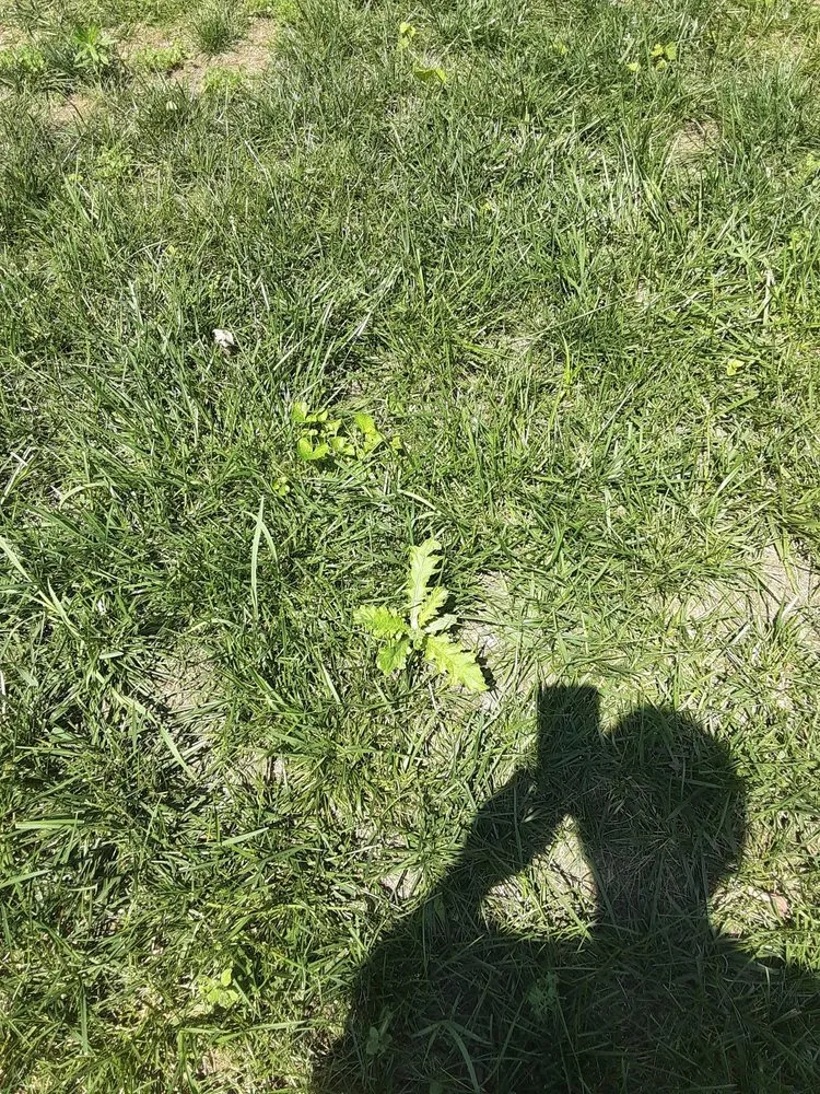 Professional yard cleanup service in Eastlake, OH - Lawn Control Center