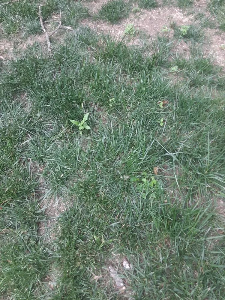 Trusted yard cleanup service experts serving Eastlake, OH - Lawn Control Center