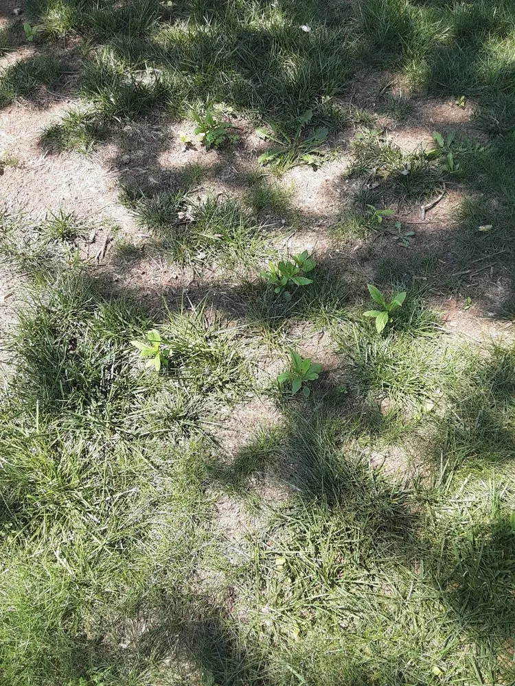 Affordable lawn mowing service for residential properties across Eastlake, OH - Lawn Control Center