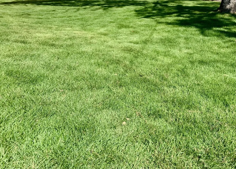 Expert yard cleanup service for homes across Boerne, TX - Lawn Control Of Texas