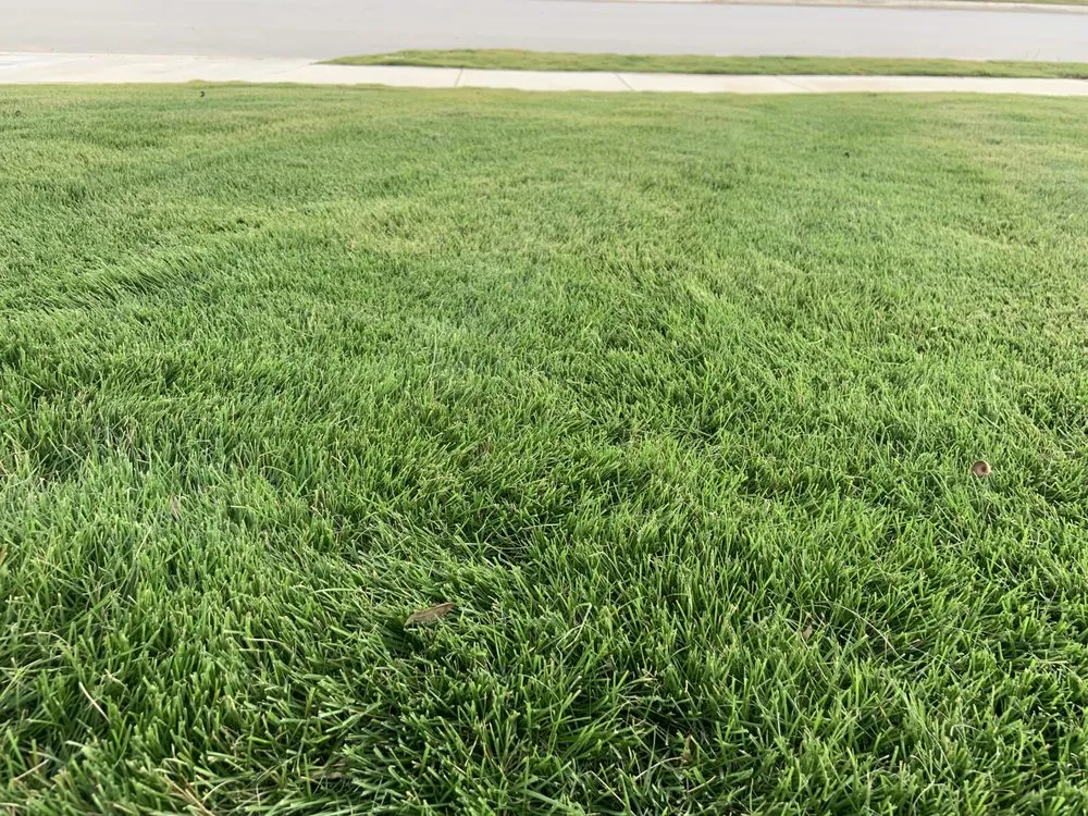 Top-rated lawn care service for beautiful yards across Boerne, TX - Lawn Control Of Texas