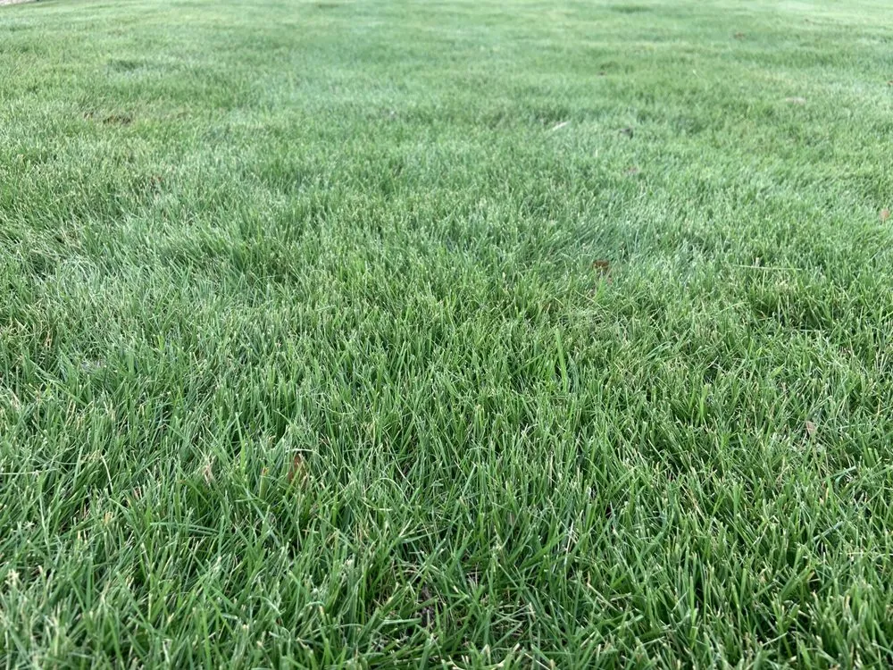 Custom lawn mowing service in Boerne, TX - Lawn Control Of Texas