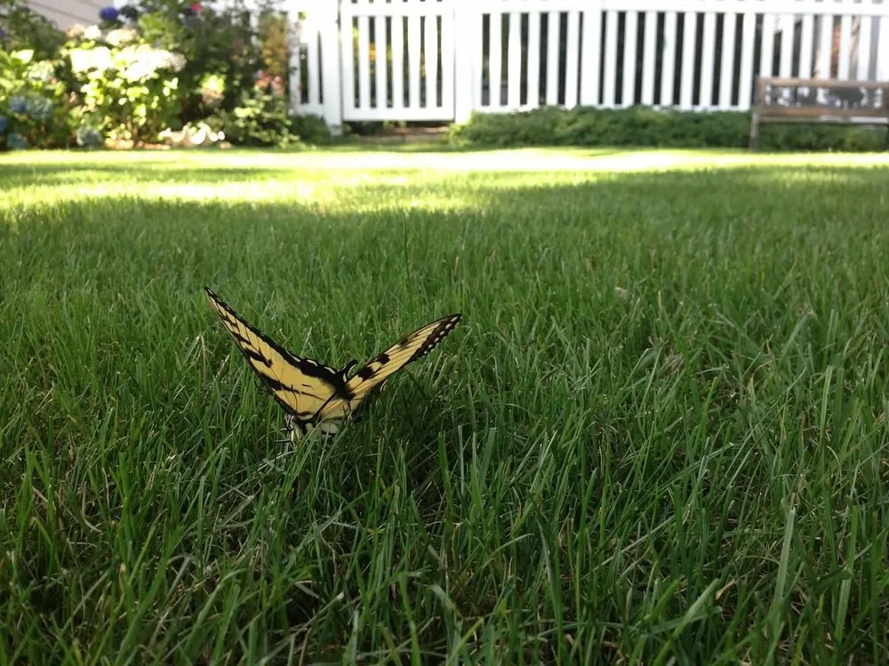 Reliable landscape design in Greenwich, CT by Lawn Creations