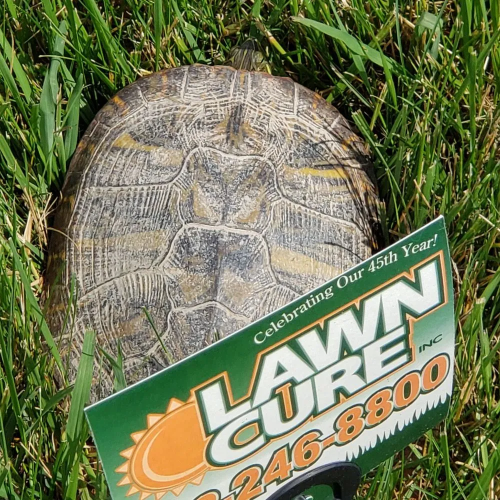 Affordable landscaping services in Sellersburg, IN - Lawn Cure