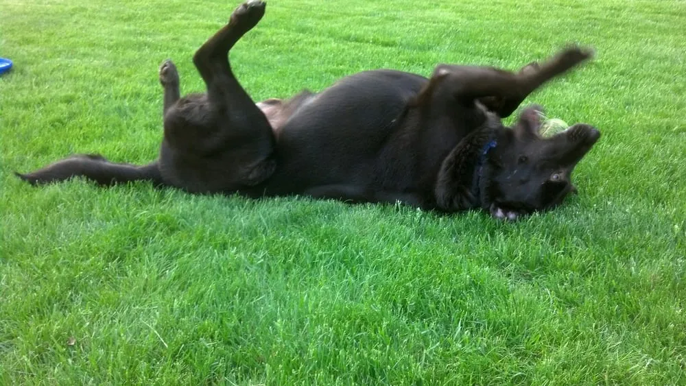 Trusted residential landscaping in Danbury, CT - Lawn Dawg