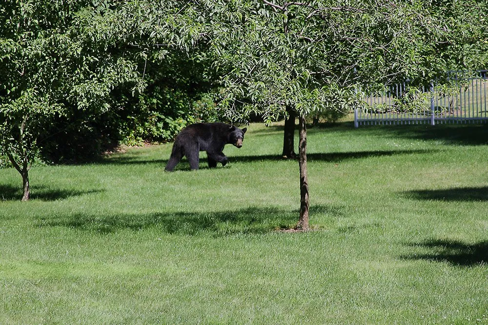 Expert landscape installation in Hudson, MA - Lawn Dawg