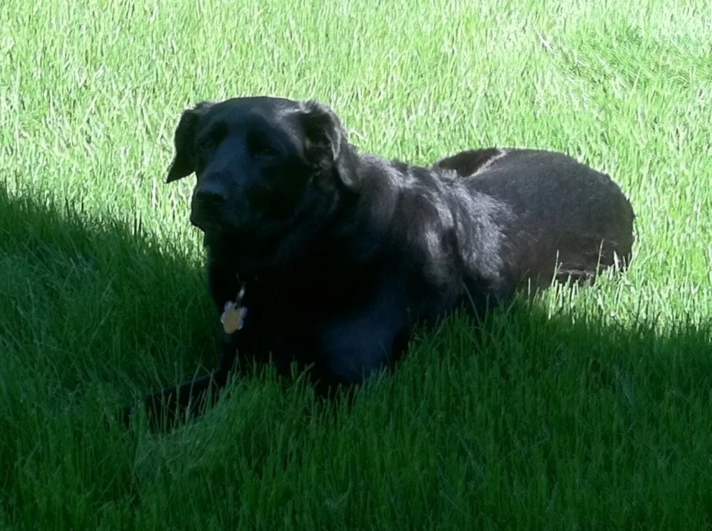 Local residential landscaping in Hudson, MA - Lawn Dawg