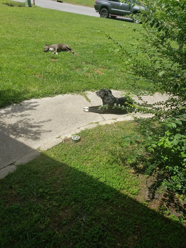 Local landscaping services in Jacksonville, NC by Lawn Dawg Lawn Care