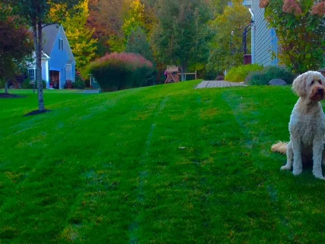 Local yard maintenance in Litchfield, NH by Lawn Dawg