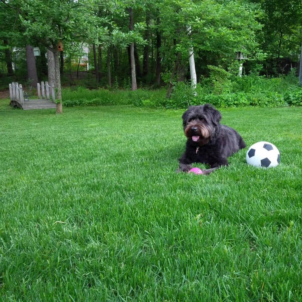 Local lawn mowing service for beautiful yards in Litchfield, NH by Lawn Dawg