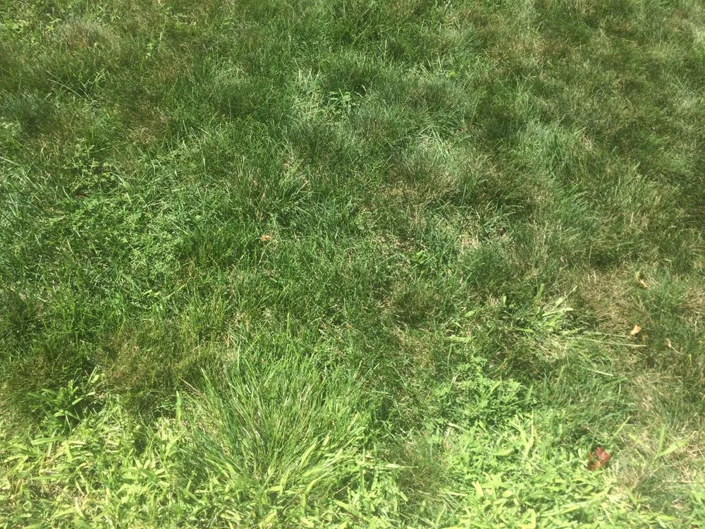 Reliable lawn mowing service experts serving Nashua, NH - Lawn Dawg