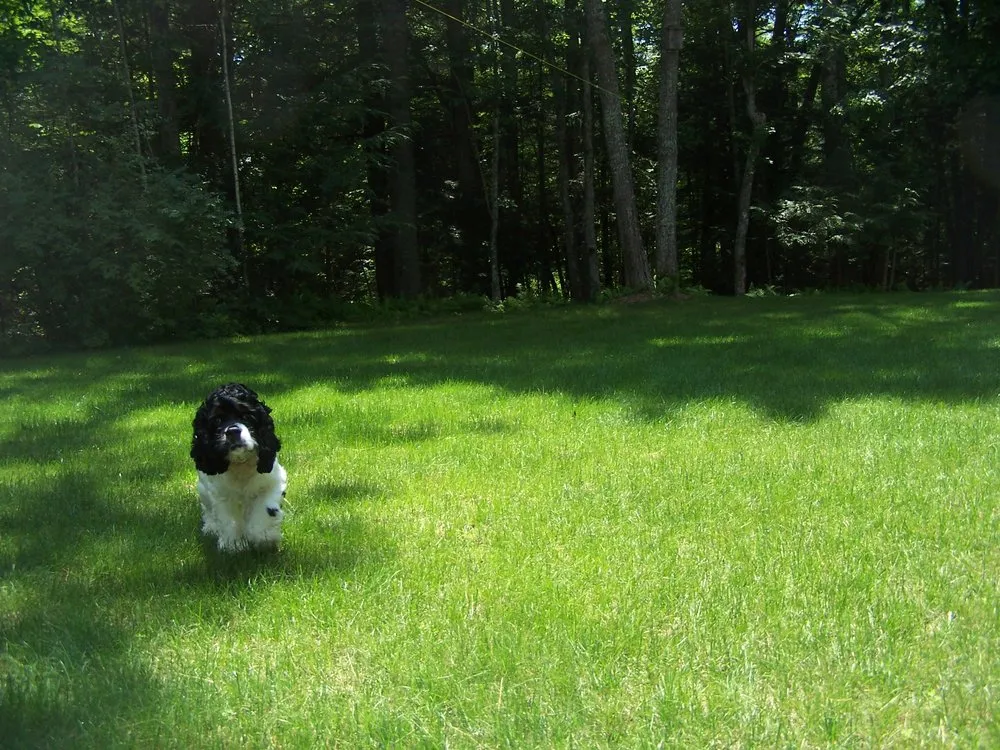 Top-rated lawn mowing service in Portland, ME by Lawn Dawg