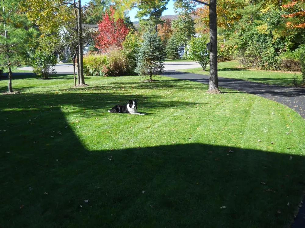 Affordable lawn care service in Rochester, NY - Lawn Dawg