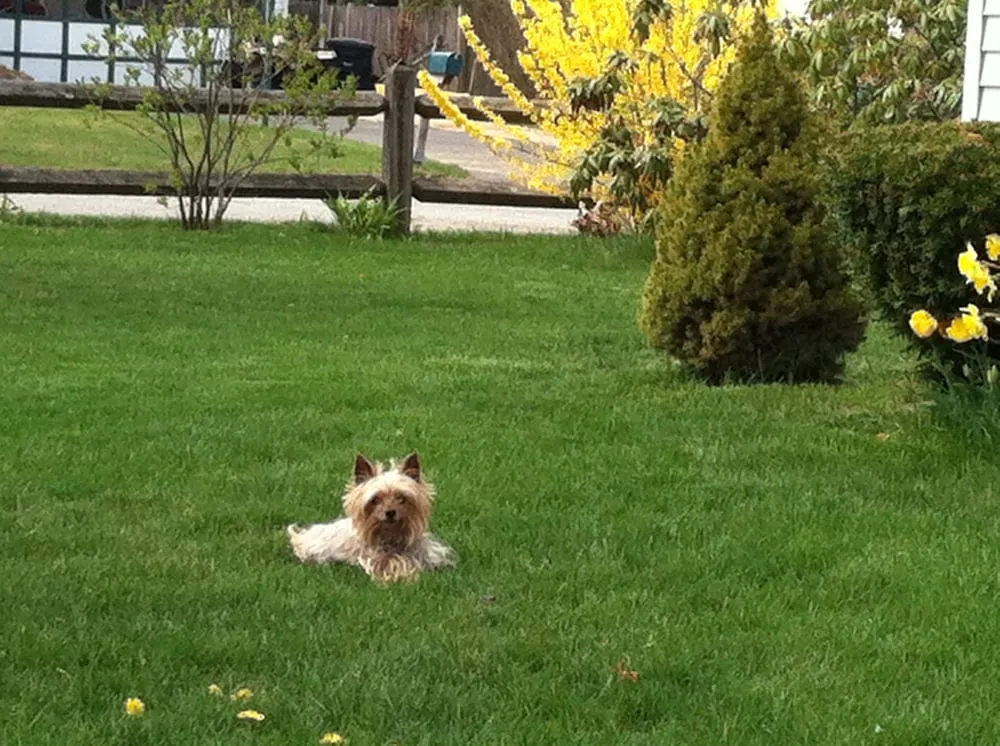 Affordable residential landscaping for outdoor upgrades in Rocky Hill, CT by Lawn Dawg