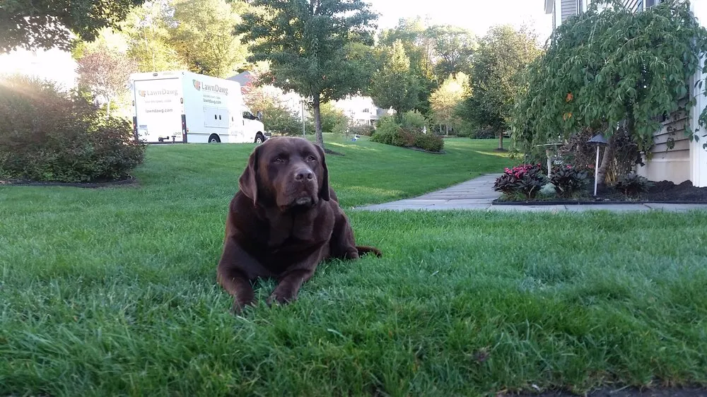 Expert lawn care service for year-round maintenance in Woburn, MA by Lawn Dawg