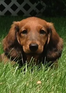 Professional yard cleanup service experts serving Woburn, MA - Lawn Dawg