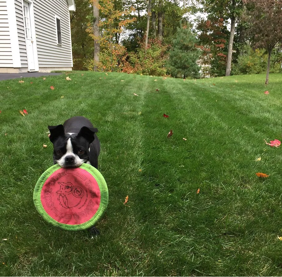 Expert yard cleanup service in Woburn, MA by Lawn Dawg