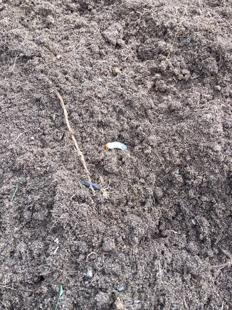 Affordable residential landscaping for beautiful yards across Aston, PA - Lawn Doctor