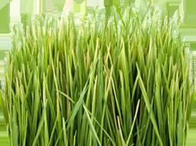 Professional landscape installation for year-round maintenance across Aston, PA - Lawn Doctor