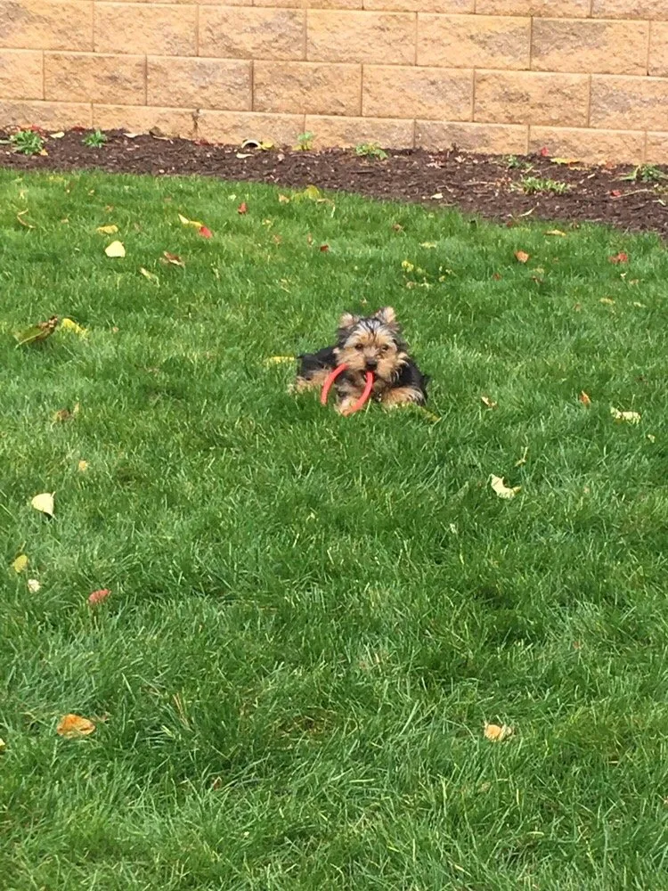 Custom yard maintenance experts serving Aston, PA - Lawn Doctor