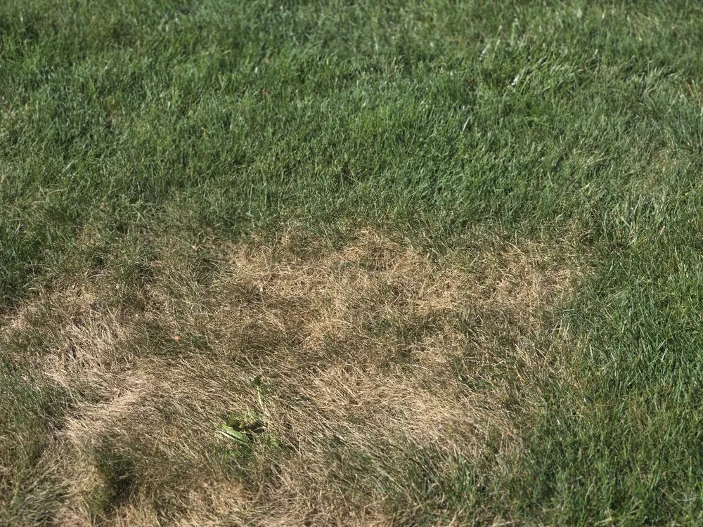 Trusted lawn mowing service in Chardon, OH by Lawn Doctor