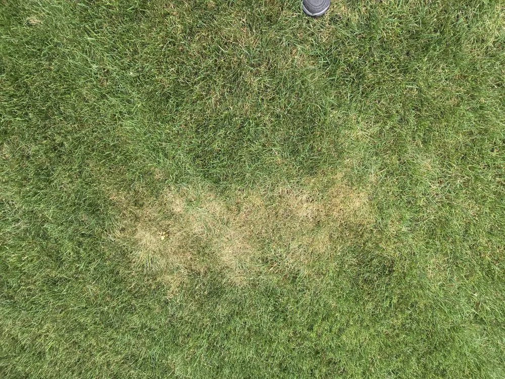 Reliable yard cleanup service in Chardon, OH - Lawn Doctor