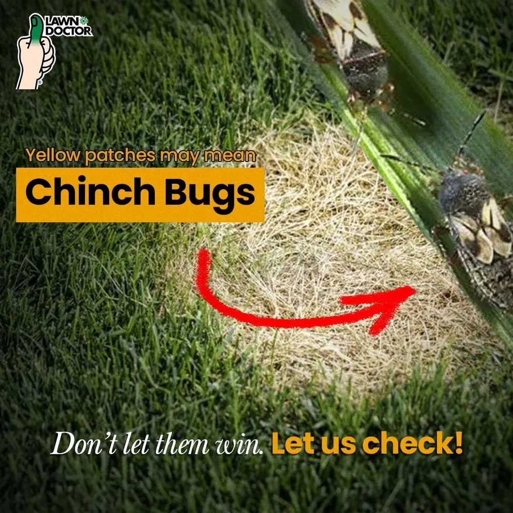 Custom outdoor landscaping for beautiful yards across Clermont, FL - Lawn Doctor