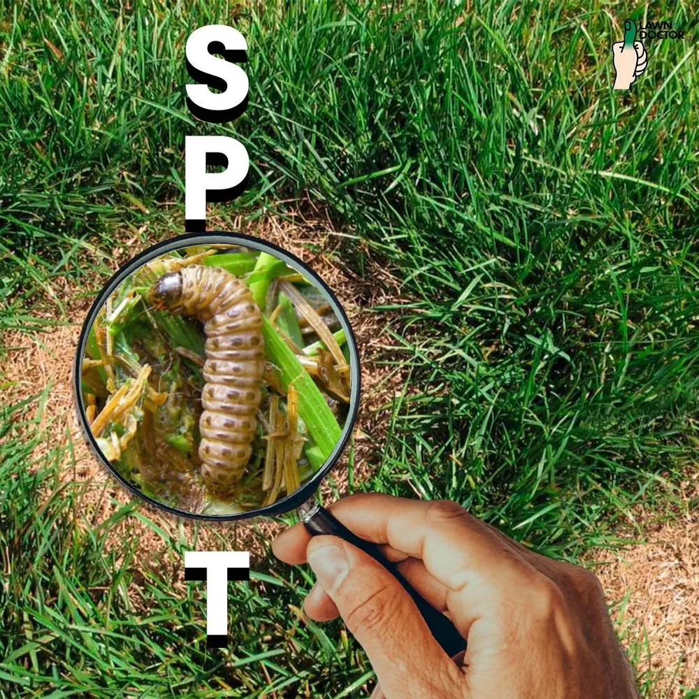 Custom yard cleanup service in Clermont, FL - Lawn Doctor