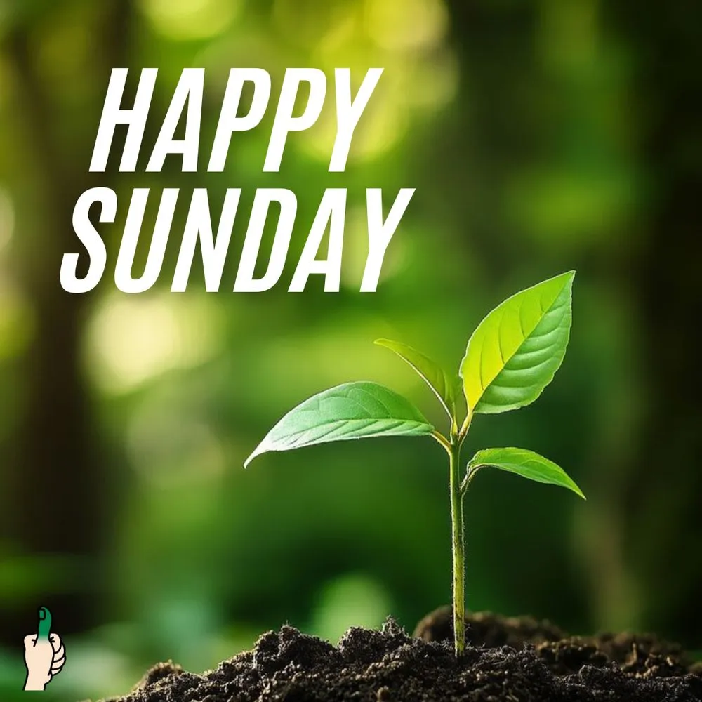 Top-rated landscape installation experts serving Clermont, FL - Lawn Doctor