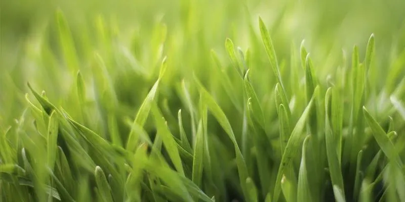 Expert landscape installation experts serving Colorado Springs, CO - Lawn Doctor