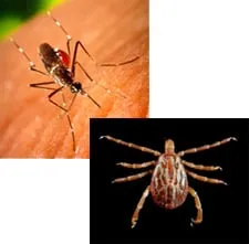 Custom lawn care service with custom design across Danbury, CT - Lawn Doctor