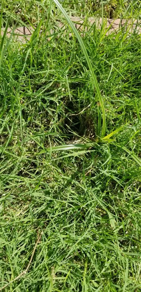 Top-rated landscape design for homes in Edmond, OK by Lawn Doctor