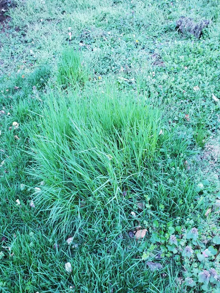 Expert yard maintenance in Finksburg, MD - Lawn Doctor