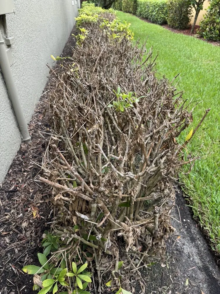 Local outdoor landscaping in Fort Myers, FL by Lawn Doctor