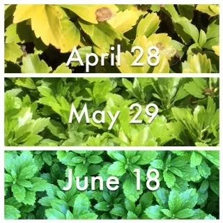 Expert residential landscaping experts serving Lake Zurich, IL - Lawn Doctor