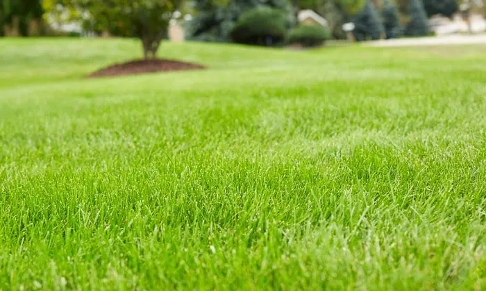 Professional landscape design for year-round maintenance across Lakeside Marblehead, OH - Lawn Doctor