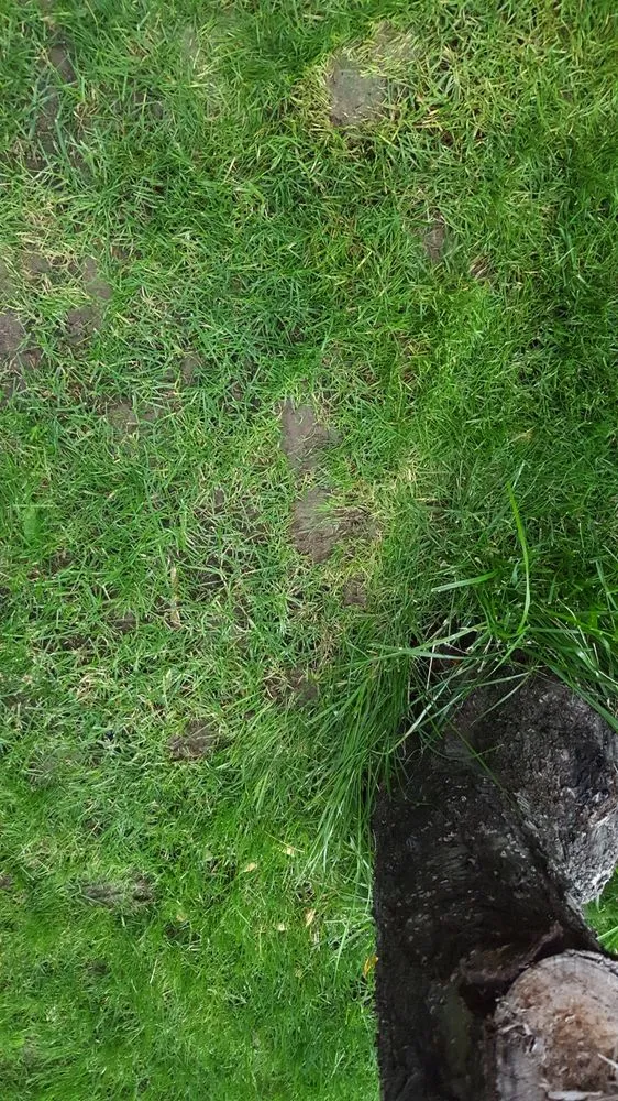 Reliable outdoor landscaping for beautiful yards in Lakewood, CO by Lawn Doctor