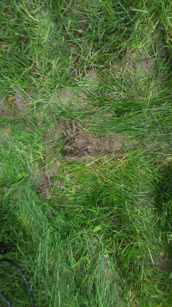 Local lawn mowing service for homes in Lakewood, CO by Lawn Doctor